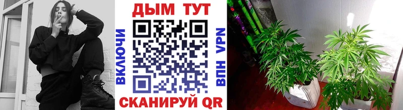 МАРИХУАНА Amnesia  Купить закладки  Островной 